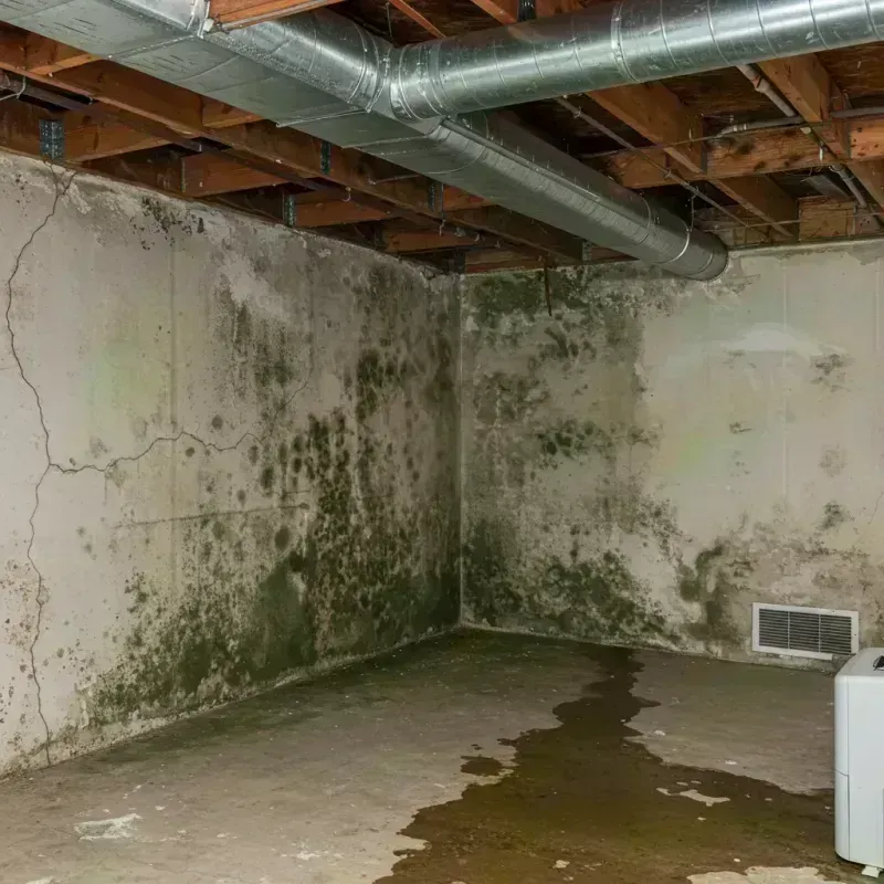 Professional Mold Removal in Arcanum, OH